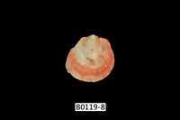 藏品(海菊蛤)的圖片